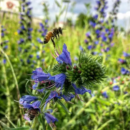 Apartment Hisa Krivopeta *